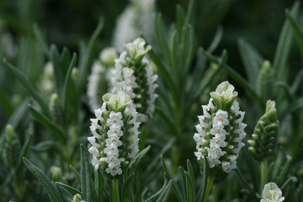 Lavender stoechas Snowman