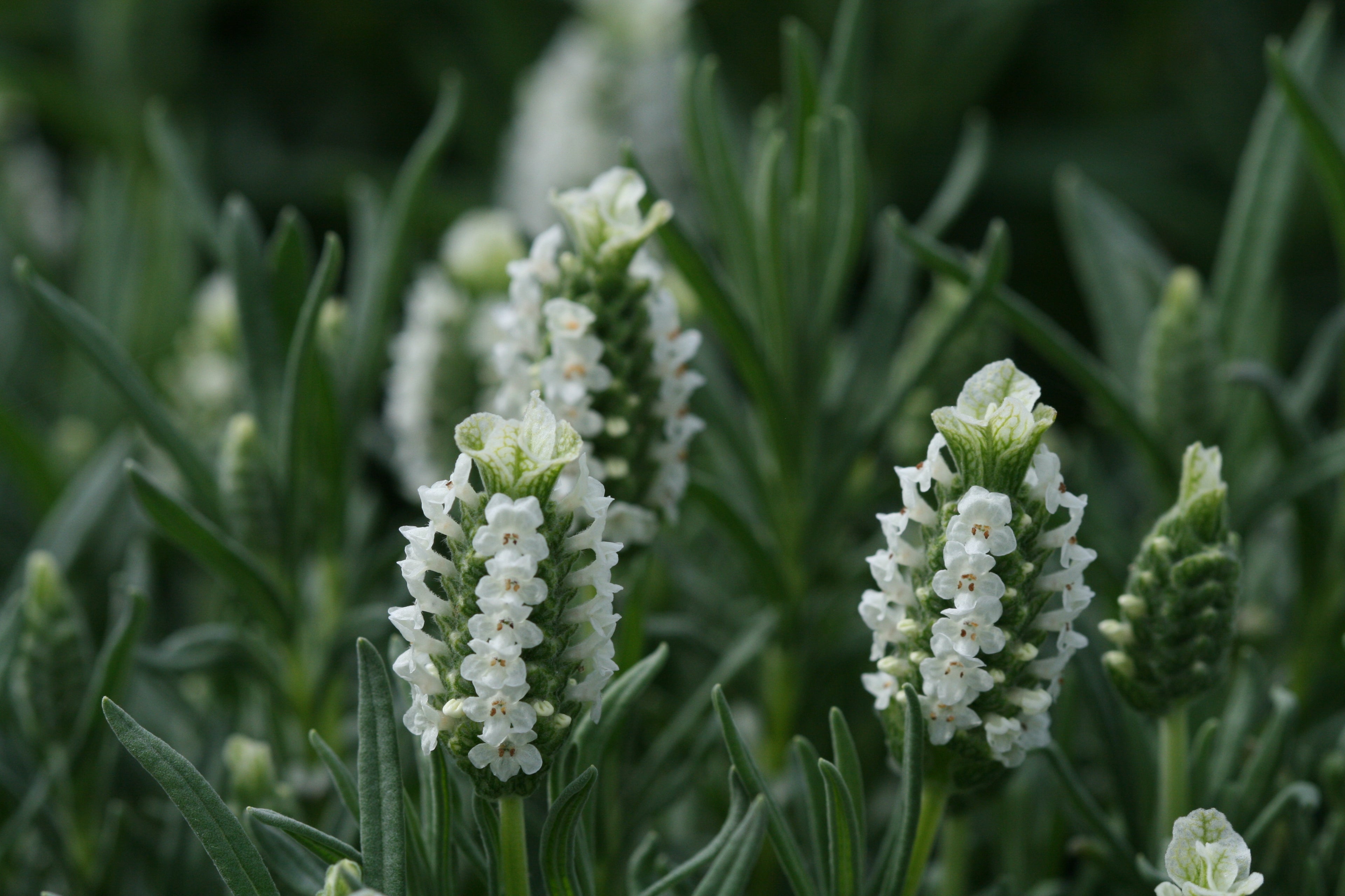Lavender stoechas Snowman