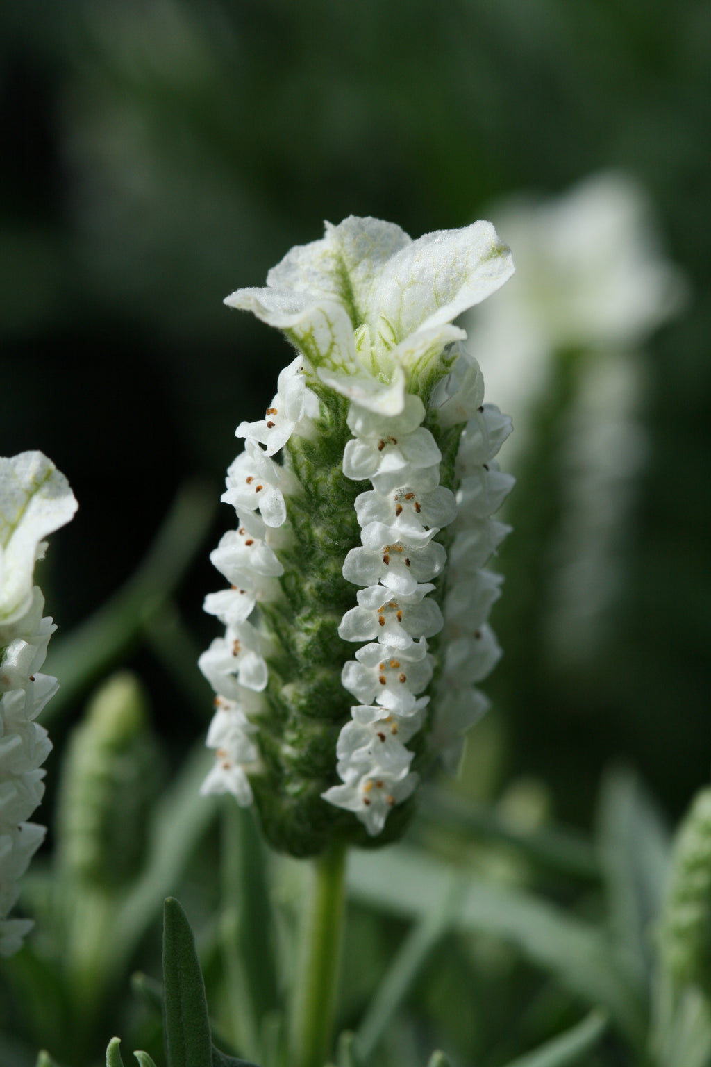 Lavender stoechas Snowman