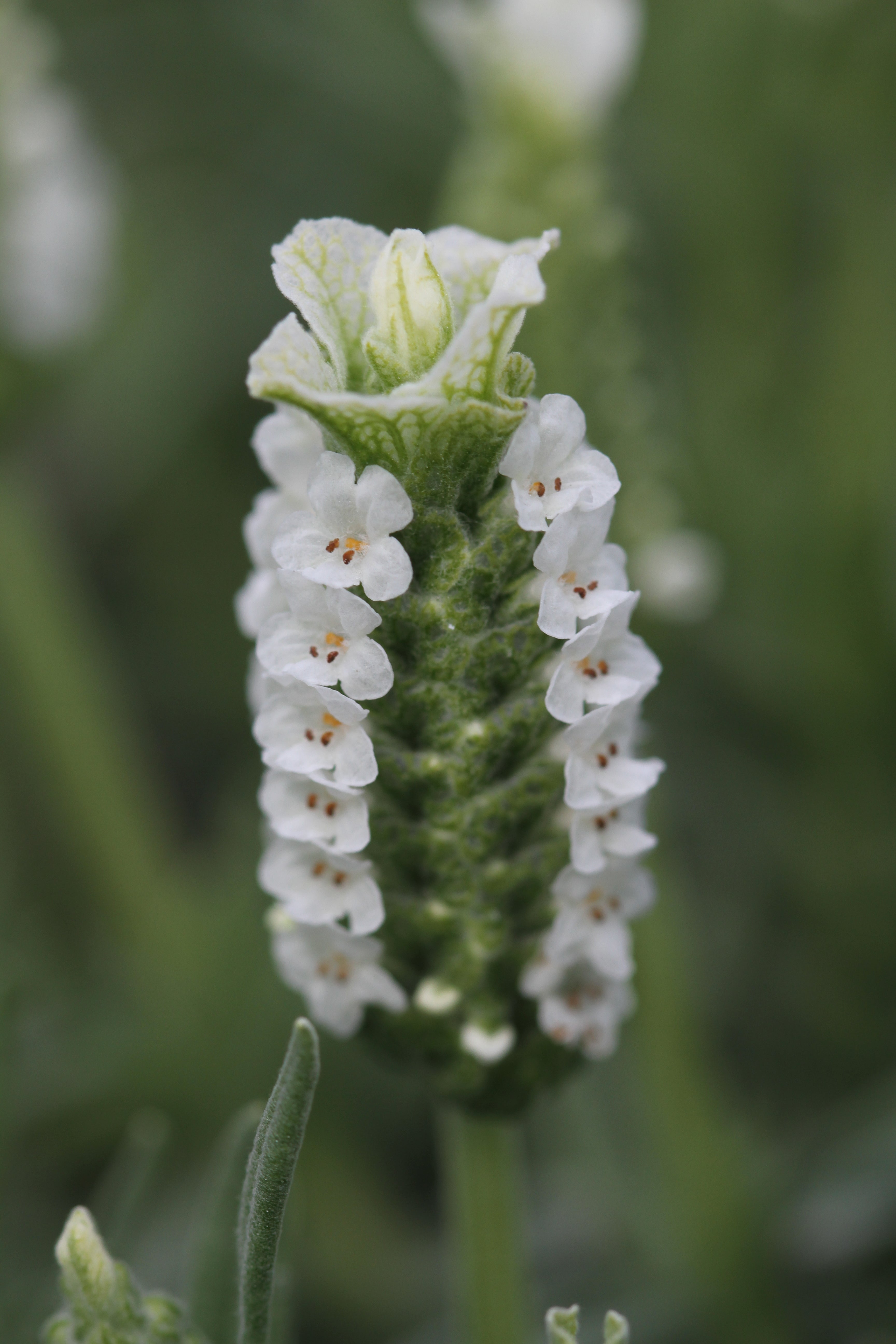 Lavender stoechas Snowman
