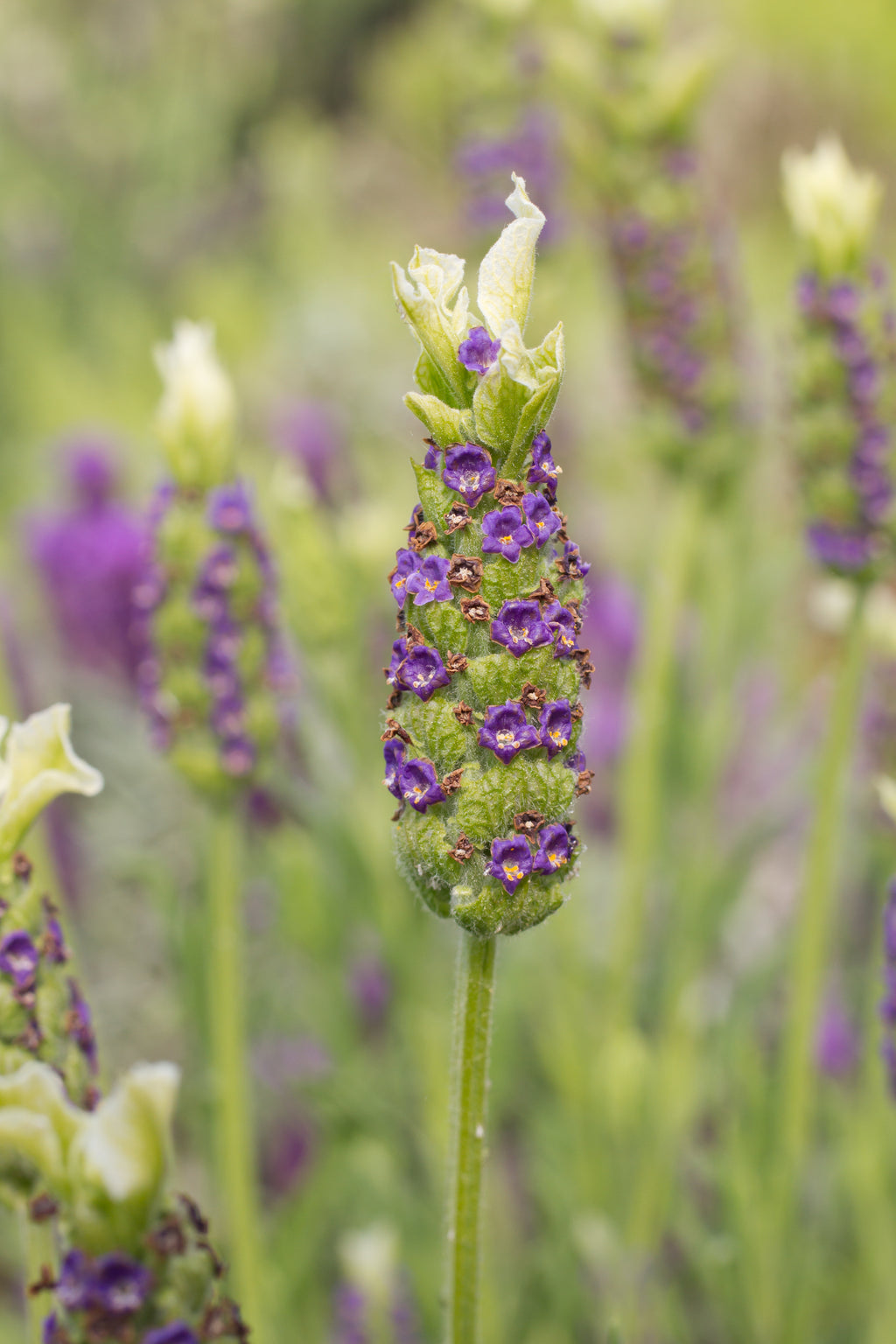 Lavender stoechas Tiara
