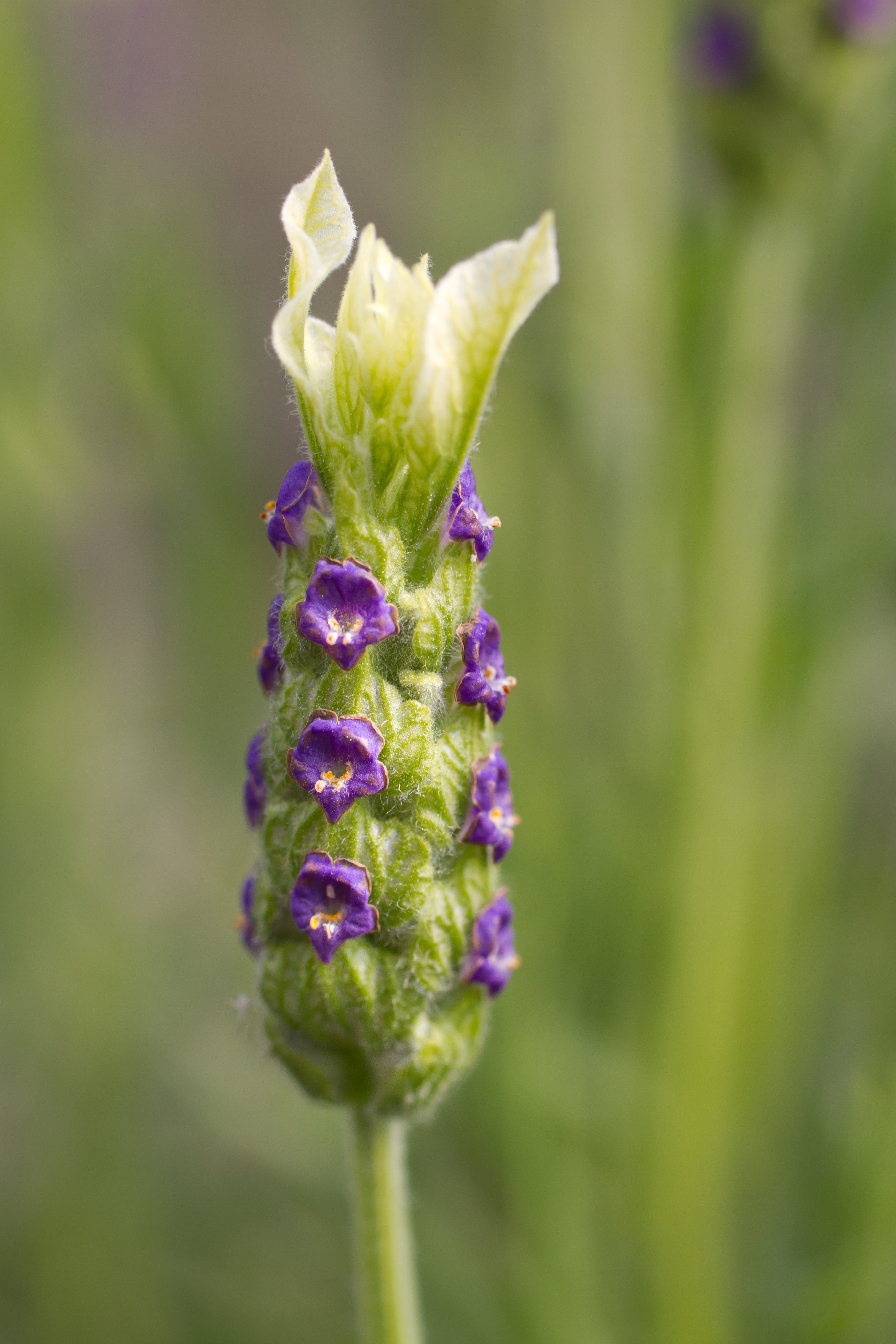 Lavender stoechas Tiara