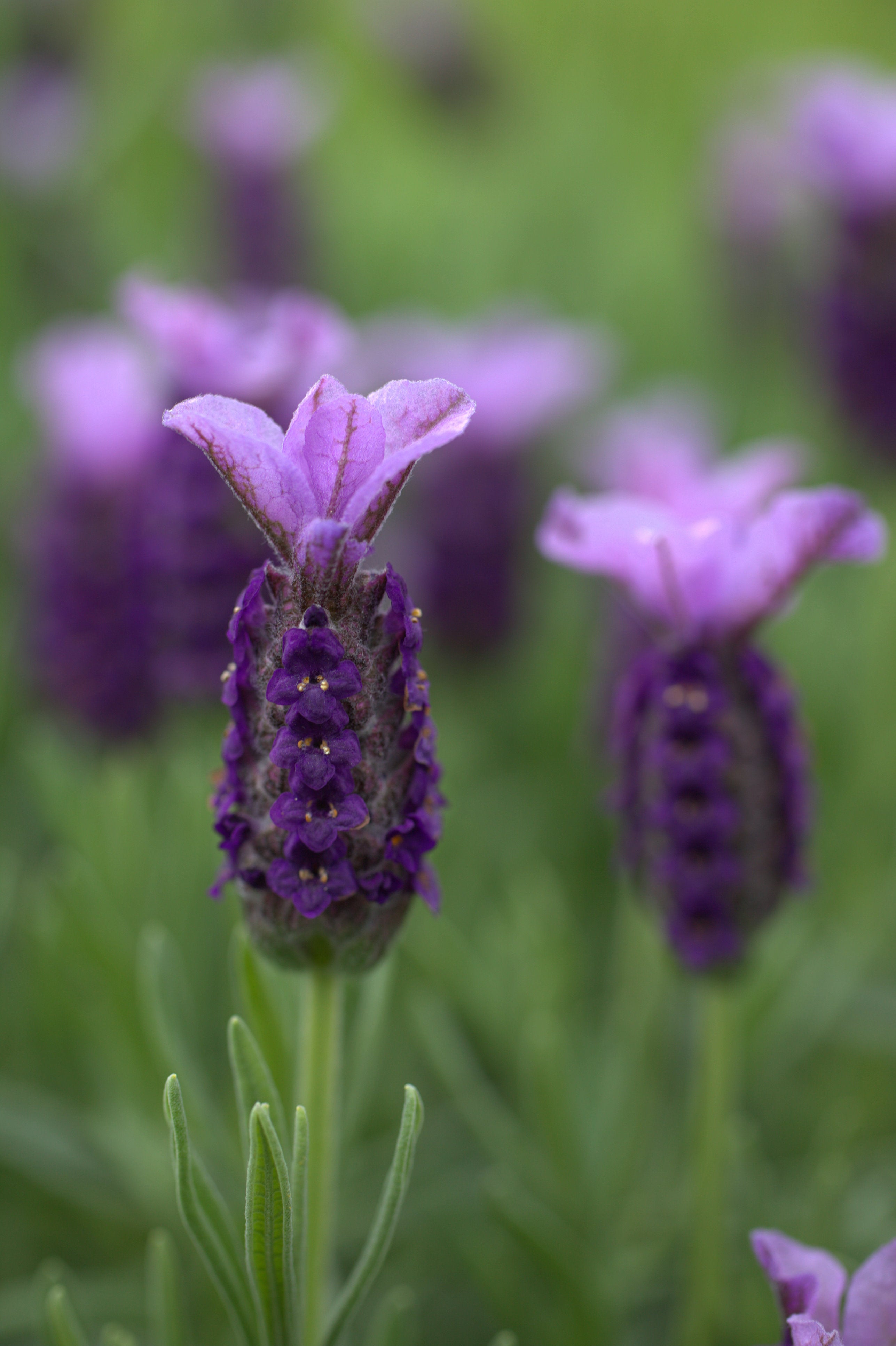 Lavender stoechas Lilac Wings