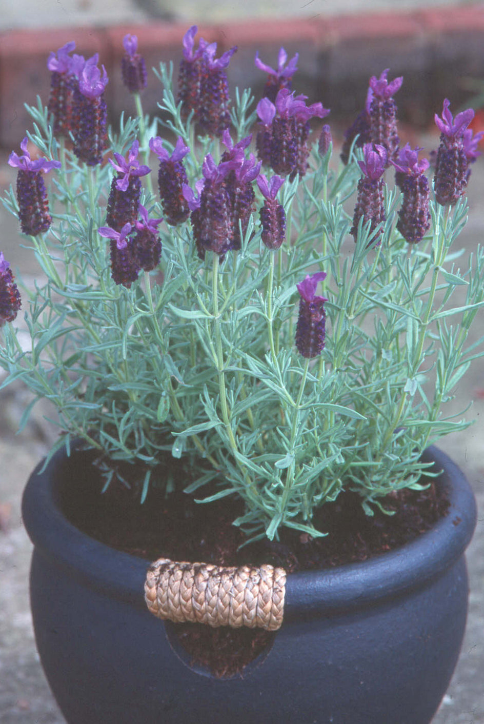 Lavender stoechas Lilac Wings