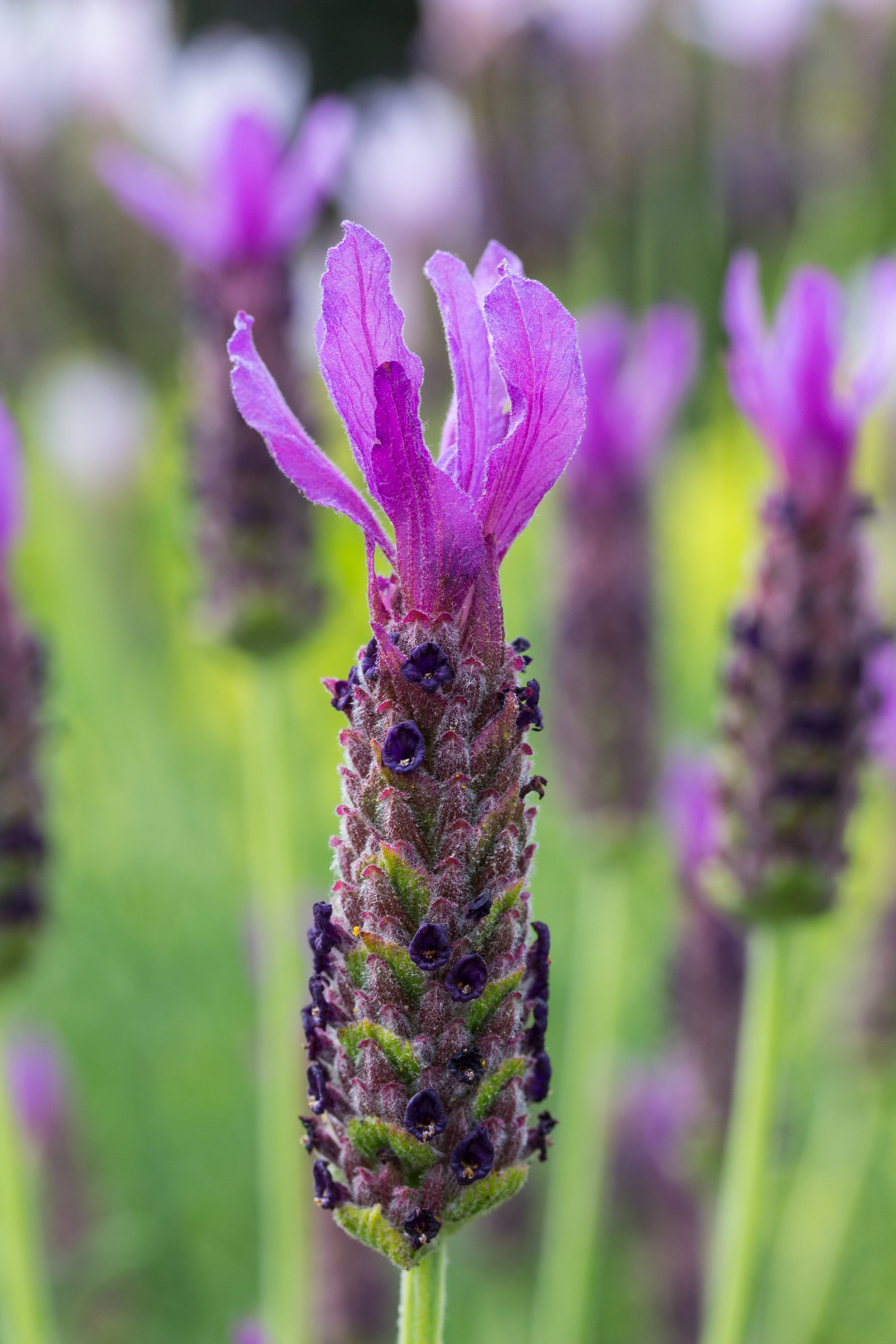 Lavender stoechas Lusi Purple