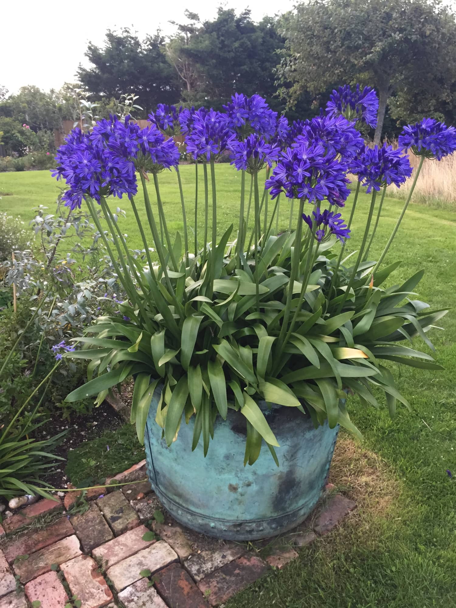 Vibrant purple agapanthus flowers bloom in a weathered turquoise metal planter.