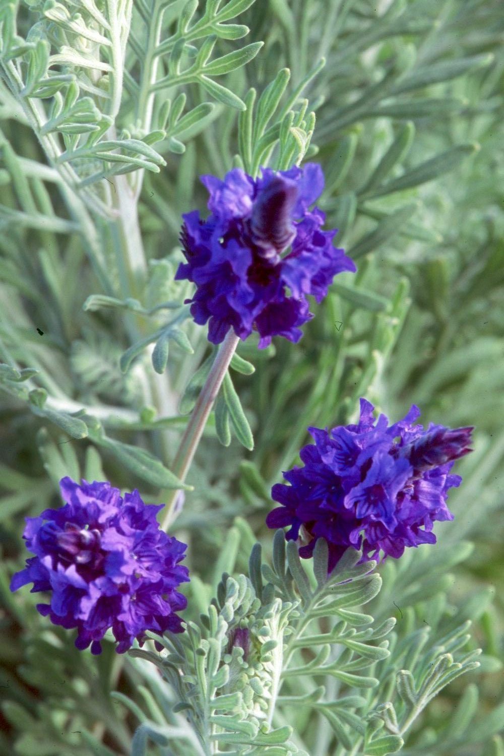 Lavender x Christiana